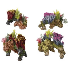 Aqua D'ella Coralset Medio