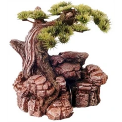 Boon Bonsai Boom Op Rots