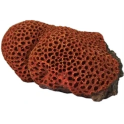 Boon Reef Flower Rood/geel