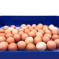 Borotto Real 49 PLUS Broedmachine -Trixie || Duvo || EXO TERRA Verkoopwinkel borotto real 49 plus broedmachine 4