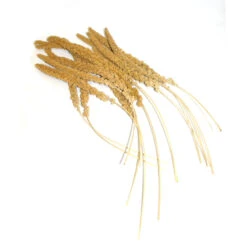 Duvo+ Trosgierst Frans 25KG