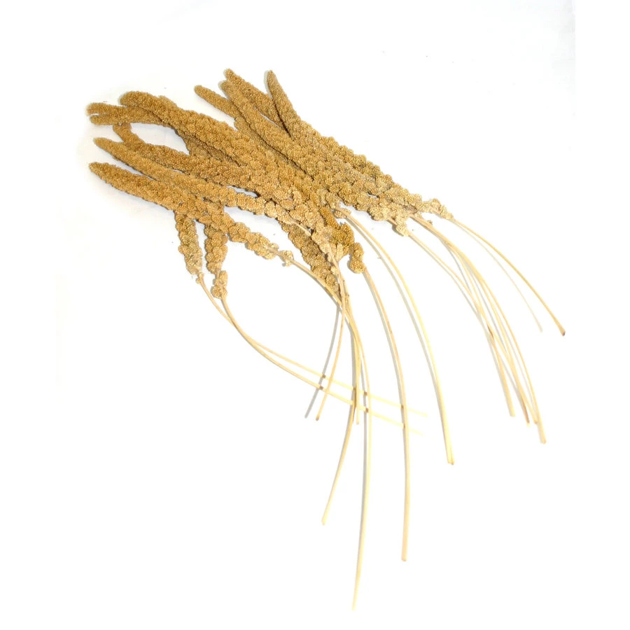 Duvo+ Trosgierst Frans 25KG 1 Duvo+ Trosgierst Frans 25KG