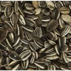 Garvo Gestreepte Zonnepitten 5241 - 12,5KG