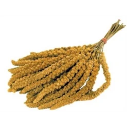 Junai.nl Trosgierst Chinees 15 KG