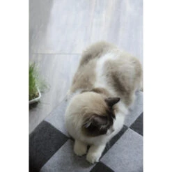 Let's Pet Cube Kattenslaapplaats -Trixie || Duvo || EXO TERRA Verkoopwinkel lets pet cube kattenslaapplaats 2